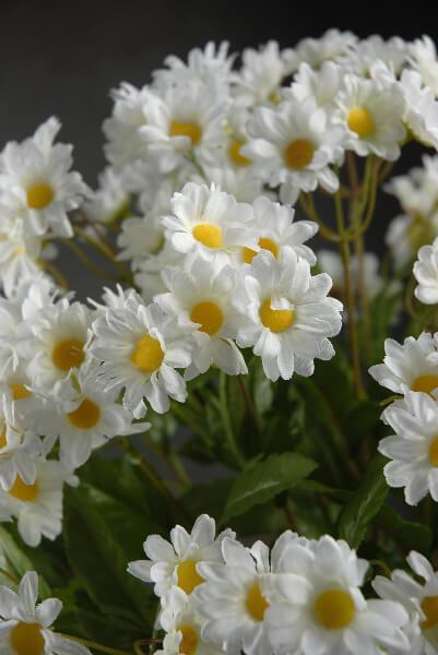 White Daisy Bouquet with 24 Stems