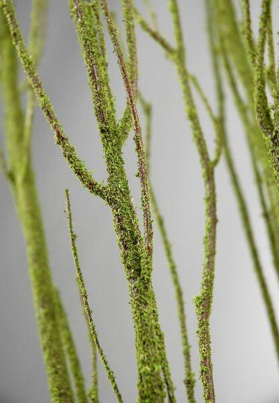 Birch Tree Branch Bundle Moss Coated 4ft