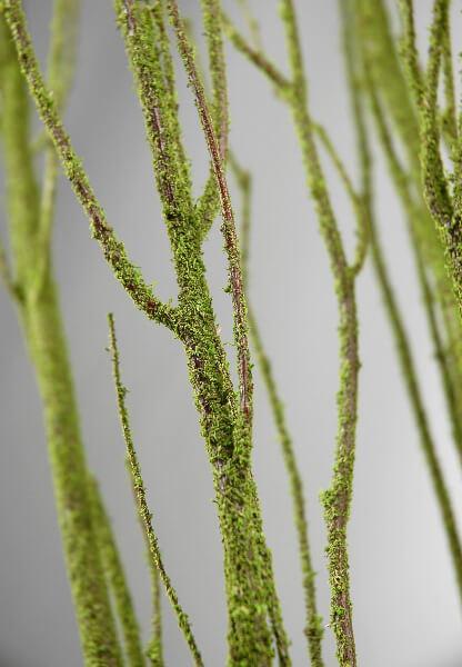 birch tree branches moss coated 4 5 5 branches bunch - thumbnail number 1