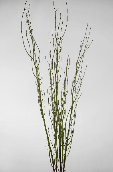 Birch Tree Branches Moss Coated 4.5' (5 branches/ bunch) - thumbnail number 2