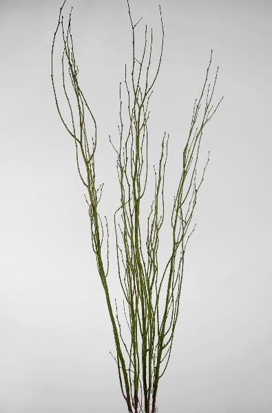 Decorative Curly Willow Branches - Gold - 4-5 FT