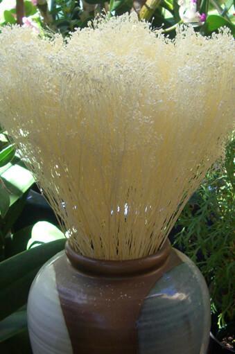 Blooming Baby's Breath Bleached 3oz