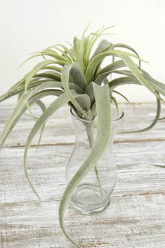 Tillandsia Air Plant Artificial 13x16 - Quick Candles