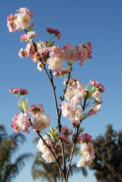 Pink Cherry Blossom Branch 45"