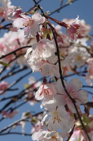 Japanese watercolor set - cherry blossoms branch, paper lanterns