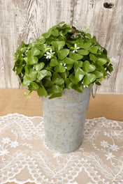 Clover Bush 9in - thumbnail number 2