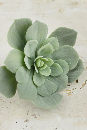 echeveria pick frosted green 7x4 5in
