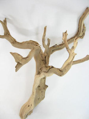 natural ghostwood branches 16 22in sanded