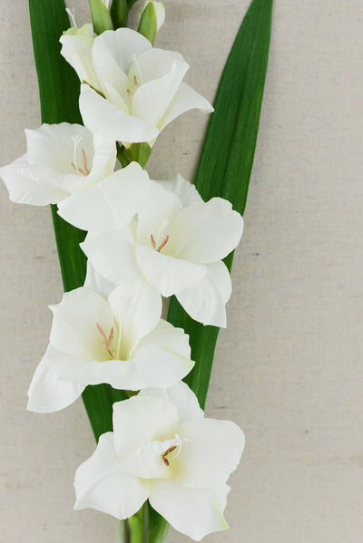 Gladiolus Flower Spray Cream White 33"