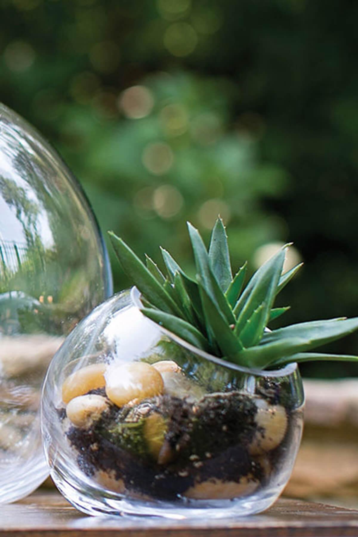 Terrarium Kit with Bark, Stones, Lichen, and Moss