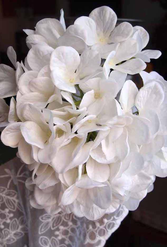 tall white lace hydrangeas flowers