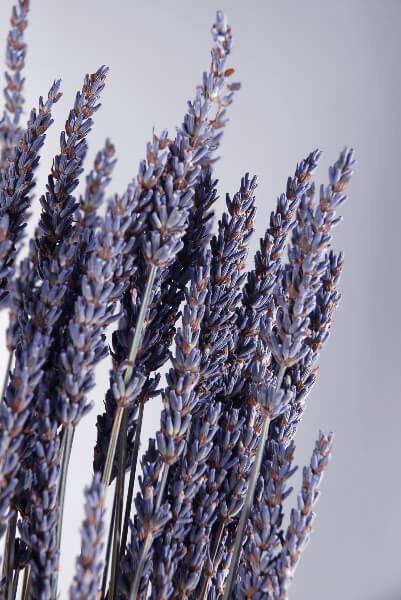 Natural Dried Lavender 20 inch, 120 Stems by Quick Candles