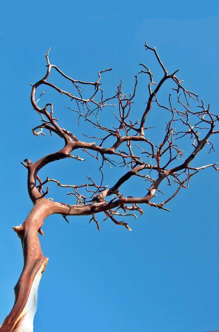 manzanita branches red bark 16 18in