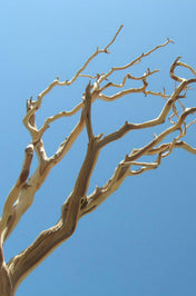 manzanita branch sanded 21 38 natural - thumbnail number 1