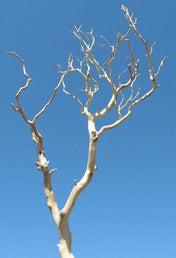 Manzanita Branches &nbsp;|&nbsp;Sanded Sierra Natural Manzanita 18-26in - thumbnail number 1
