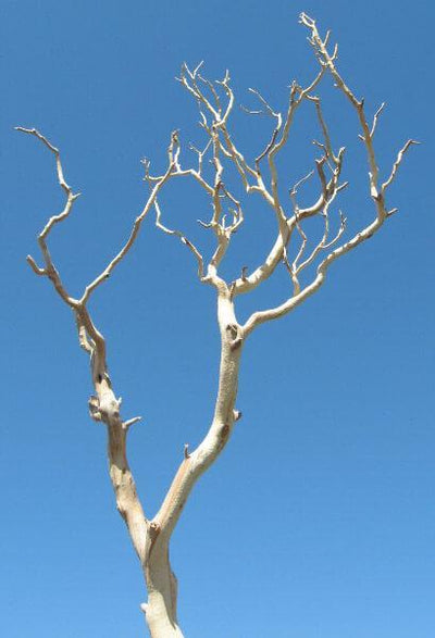 Sanded Sierra Manzanita Branch Natural 12"-24"