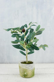 Mini Olive Tree 12in - thumbnail number 1