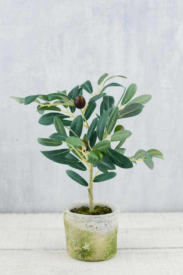mini-olive-tree-12-1_600x.jpg?