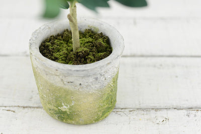 Mini Olive Tree 12in - thumbnail number 3