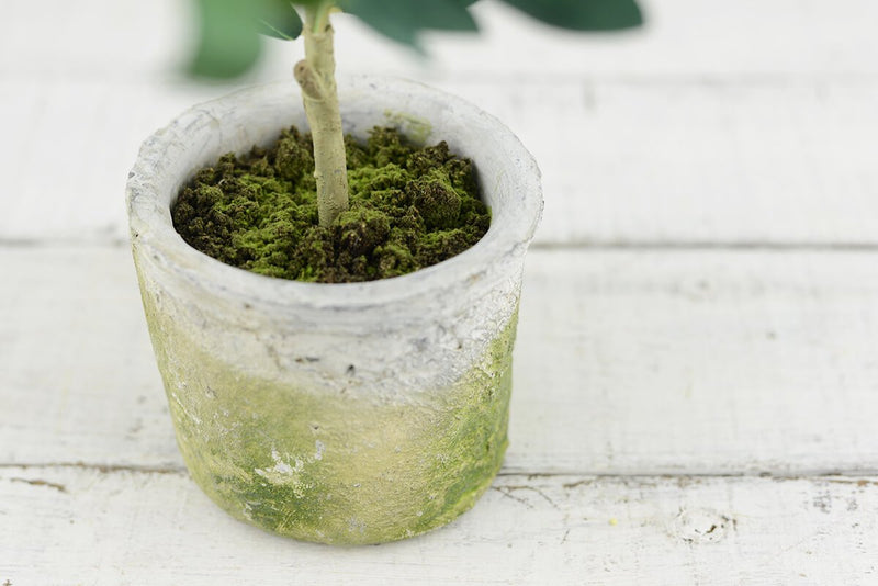 Mini Olive Tree 12in - thumbnail number 3