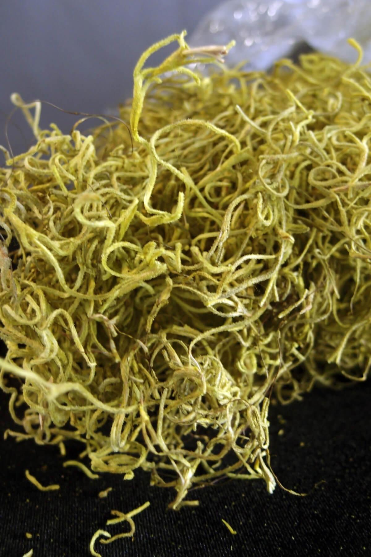 chartreuse spanish moss 1 lb 700 cubic in bag