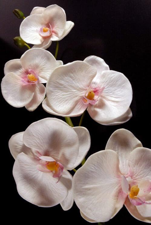 Real Touch White Orchid Phalaenopsis Stem  38in