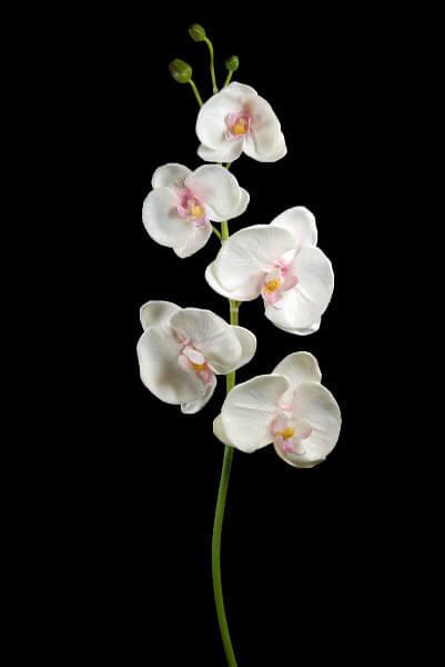 Real Touch White Orchid Phalaenopsis Stem  38in