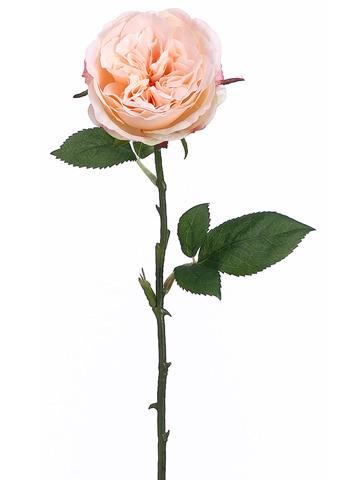 12 long stem peach roses - thumbnail number 2