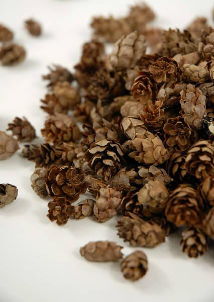 pine cones hemlock 3qrts 1000 cones - thumbnail number 1