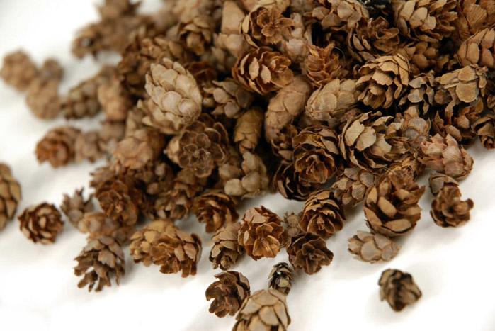 Pine Cones Hemlock 3qrts 1000 cones