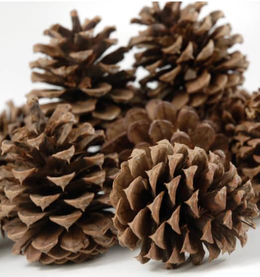 Ponderosa Pine Cones White tipped, 100/box (price per box) – Pursell  Manufacturing