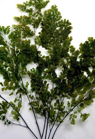 preserved ferns 10in 5 6 stems lutti adianthum