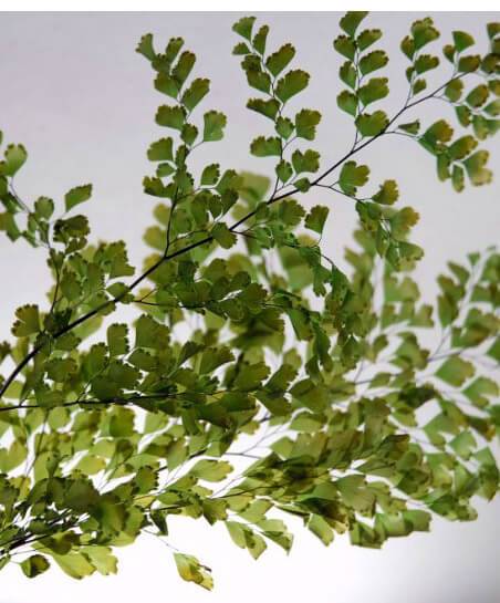 Preserved Ferns  5-6 stems Lutti Adianthum