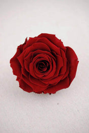 preserved roses 4 burgundy red - thumbnail number 1