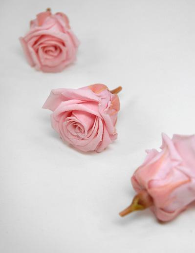 preserved roses 15 rose heads 1 inch pink