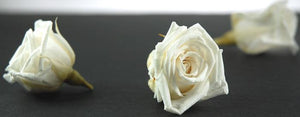 Preserved Roses White 1in (15 roses)