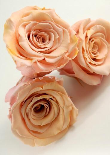 preserved roses 2 5 peach 6 roses