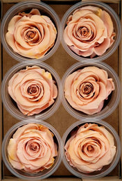 Preserved Roses 2.5" Peach (6 roses) - thumbnail number 3