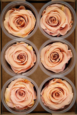Preserved Roses 2.5" Peach (6 roses)