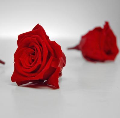 Preserved Roses Red 1in (15 roses)