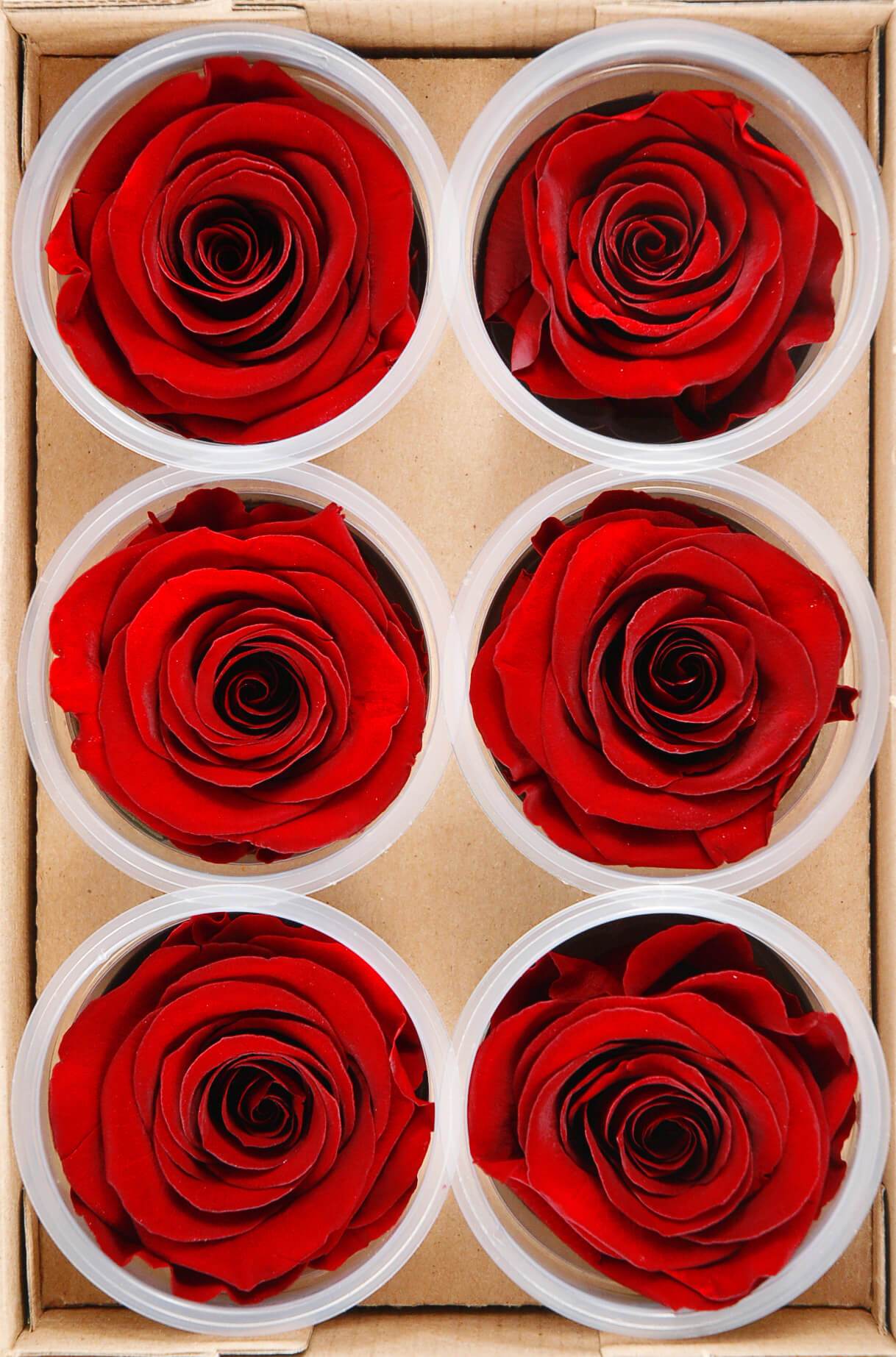 preserved roses red 2 5in 6 rose heads