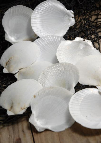 Natural Scallop Shells Pearl White Pack of 50
