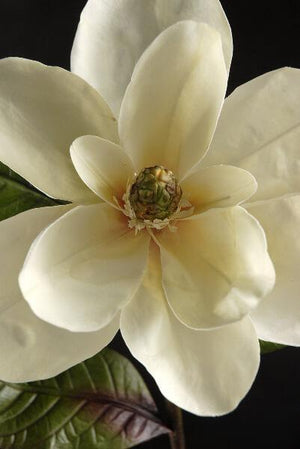 deluxe white silk magnolias 34