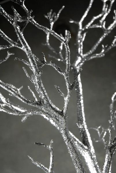 silver manzanita potted tree 4 feet height