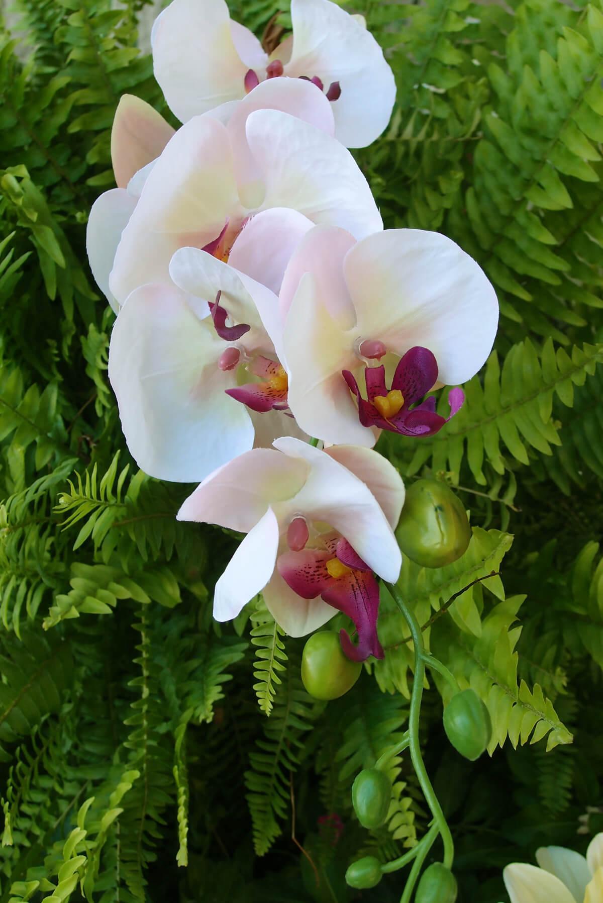 Phalaenopsis Orchid Spray in Cream  with Pink & Purple Highlights - 33" Tall