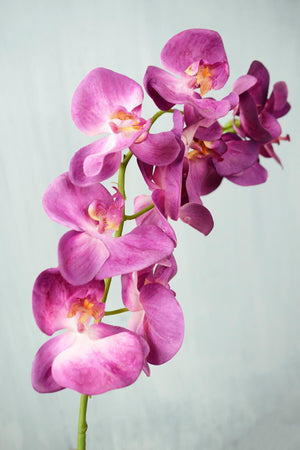 phalaenopsis orchid spray hanging orchid stem