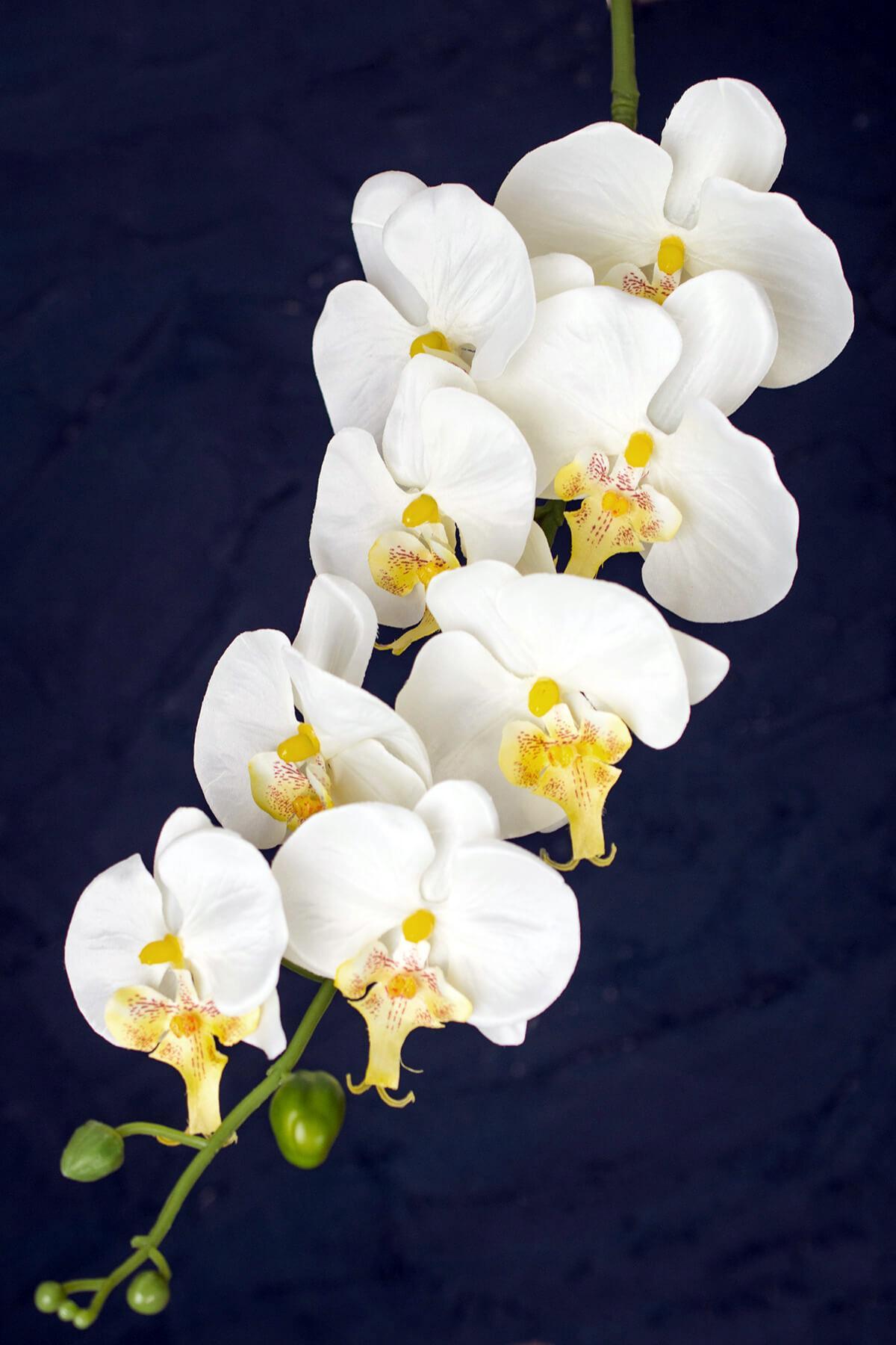 White Phalaenopsis Hanging Orchids 40"