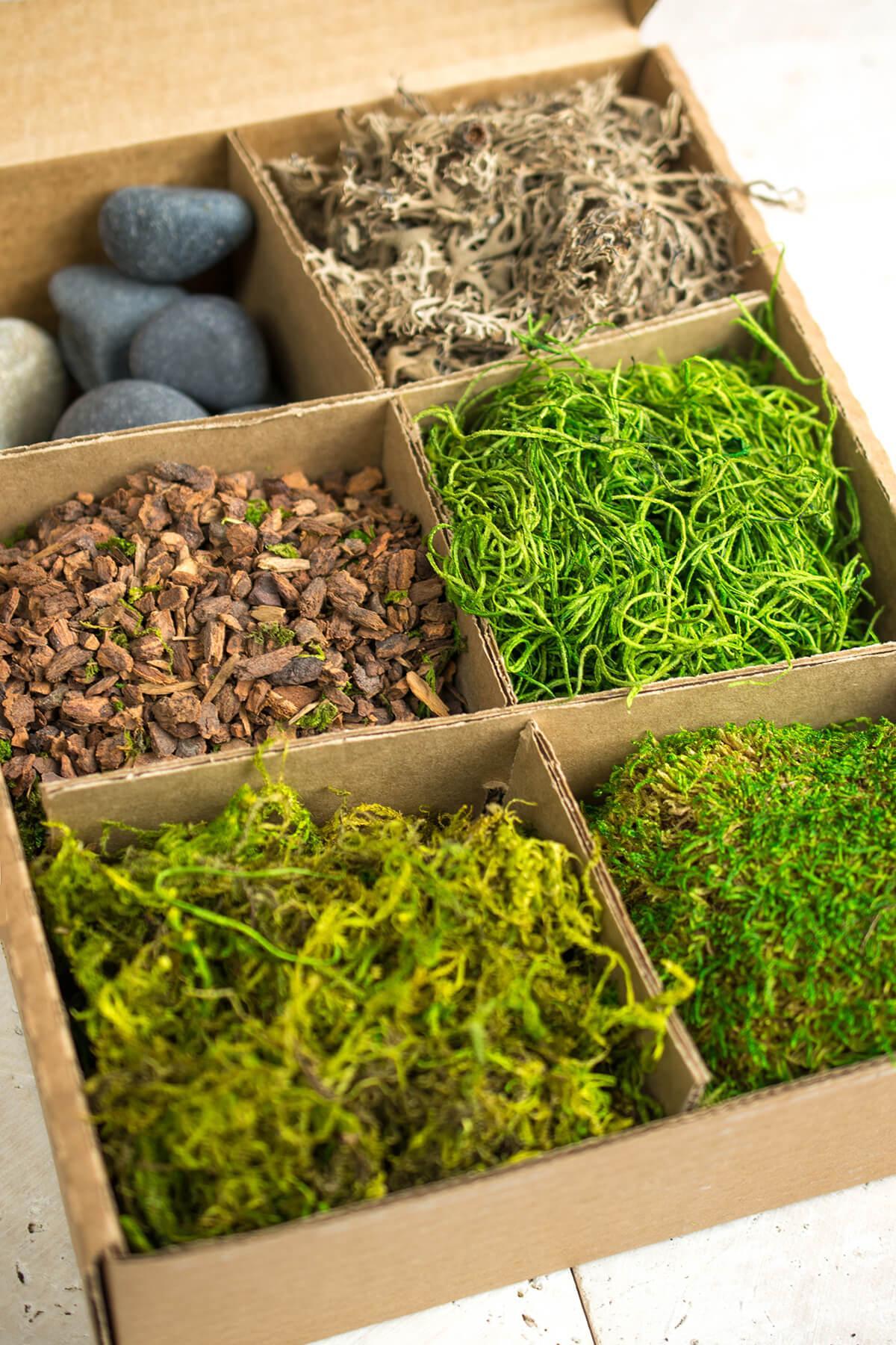 terrarium kit with bark asst mosses stones and lichen