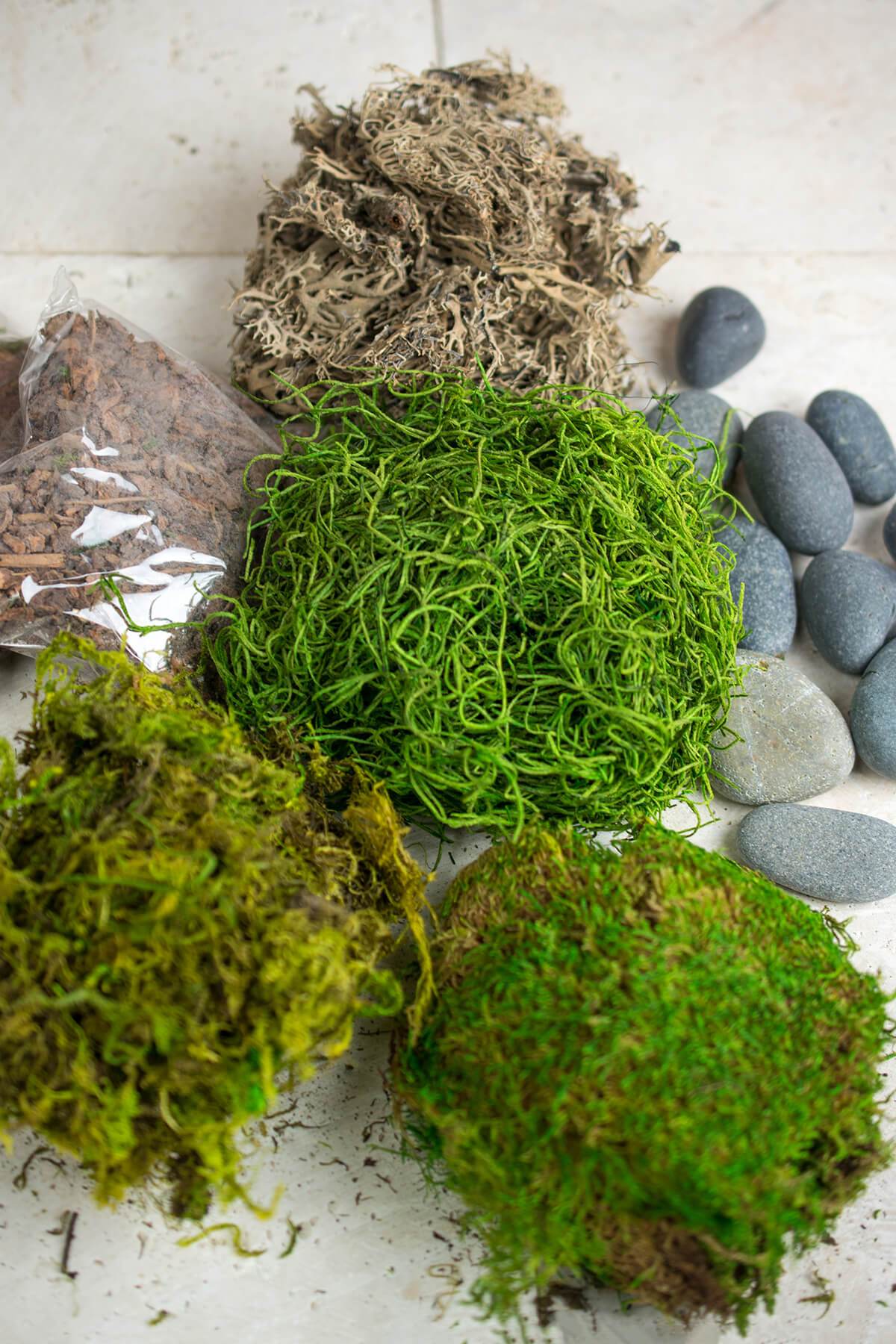 terrarium kit with bark asst mosses stones and lichen